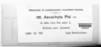Didymella pisi image